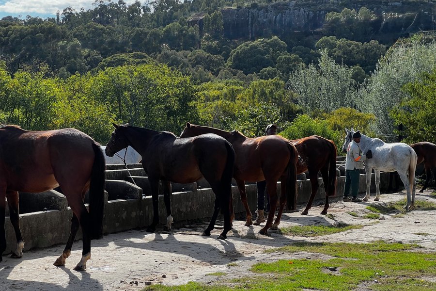 The herd at the stone troughs, sandstone cliffs behind